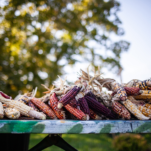 Pile of multicolored corn