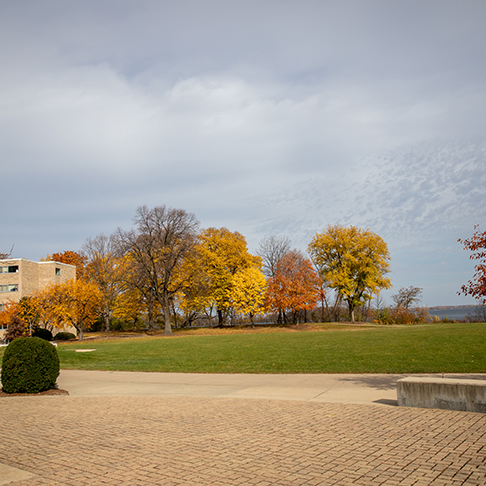 Trees in fall colors